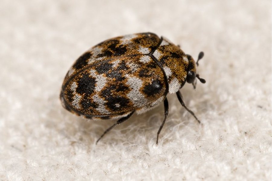 Carpet Beetle Control in Sidcup
