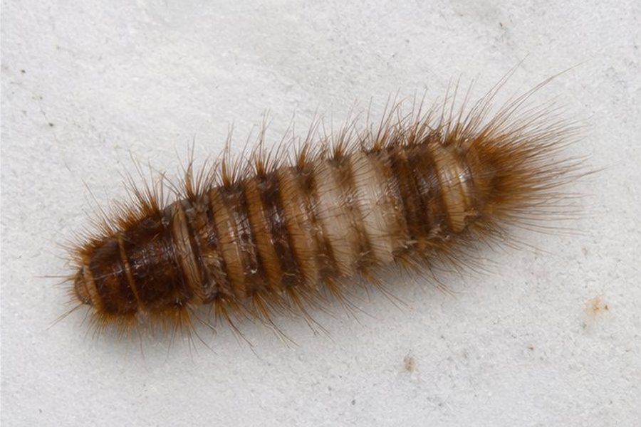 Carpet Beetle Control in a Bexley property