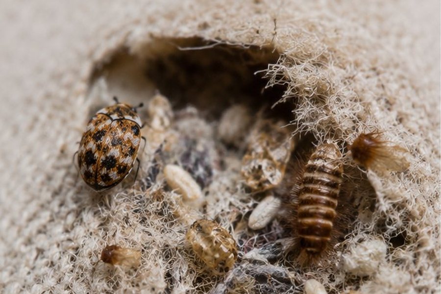 Carpet Beetle Control treatment in Bexley
