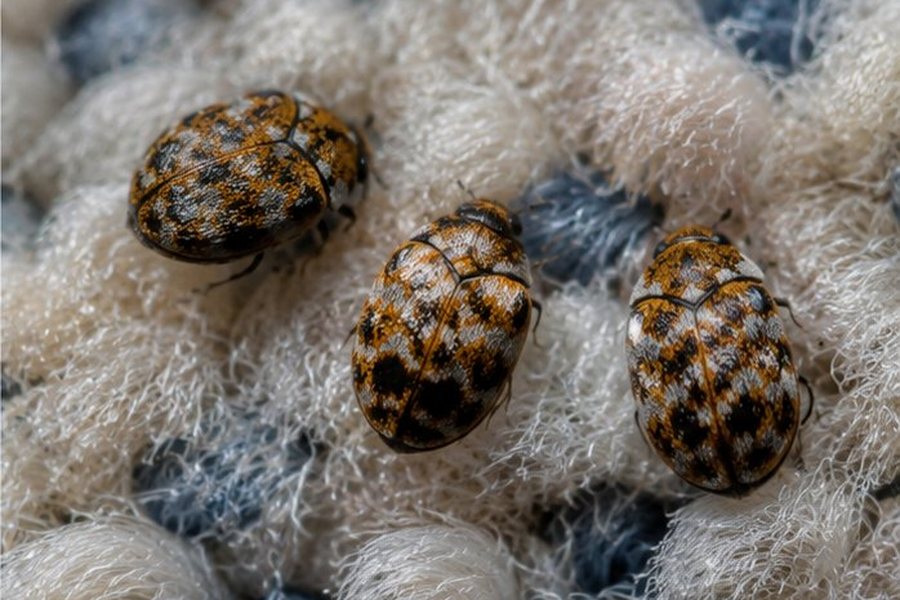 Carpet Beetle Treatment Prices - £180 First Room and £60 Additional Rooms