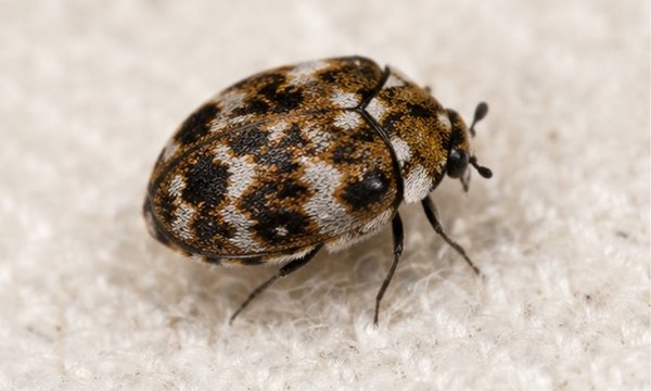 Carpet Beetle Control in Bexley