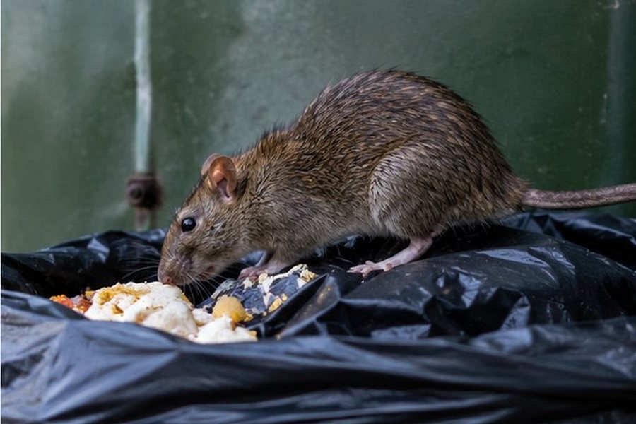 Rat Control in a Bexley property