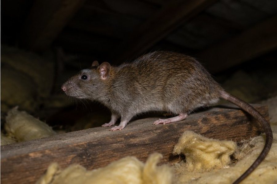 Rat Control in a Bexley property