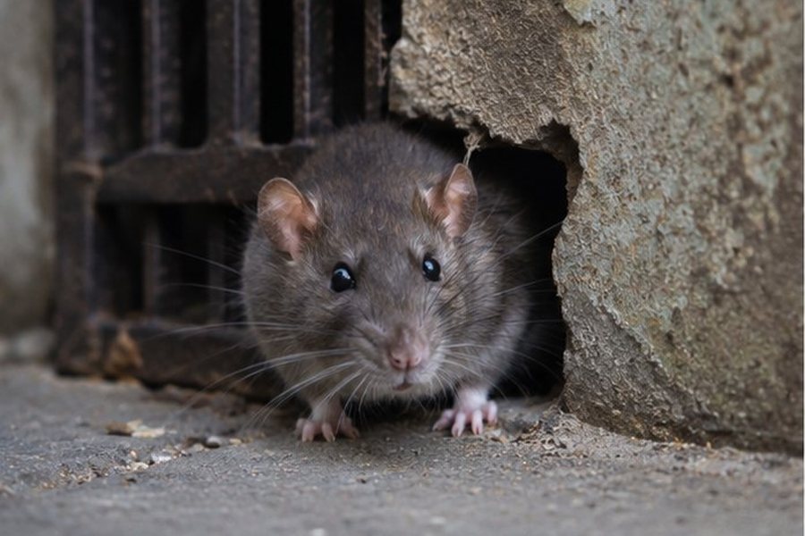 Rodent Proofing in a Bexley property