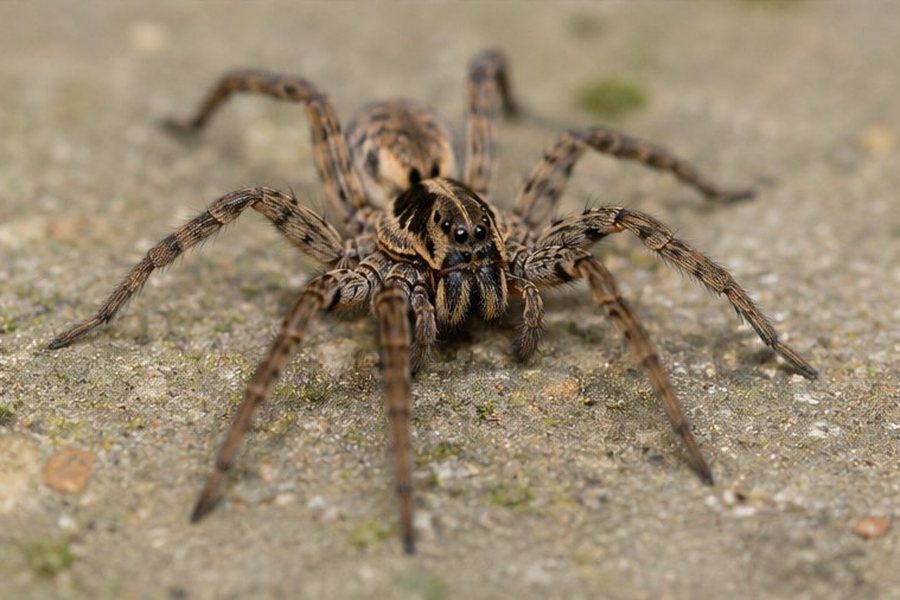 Spider Control in a Bexley property