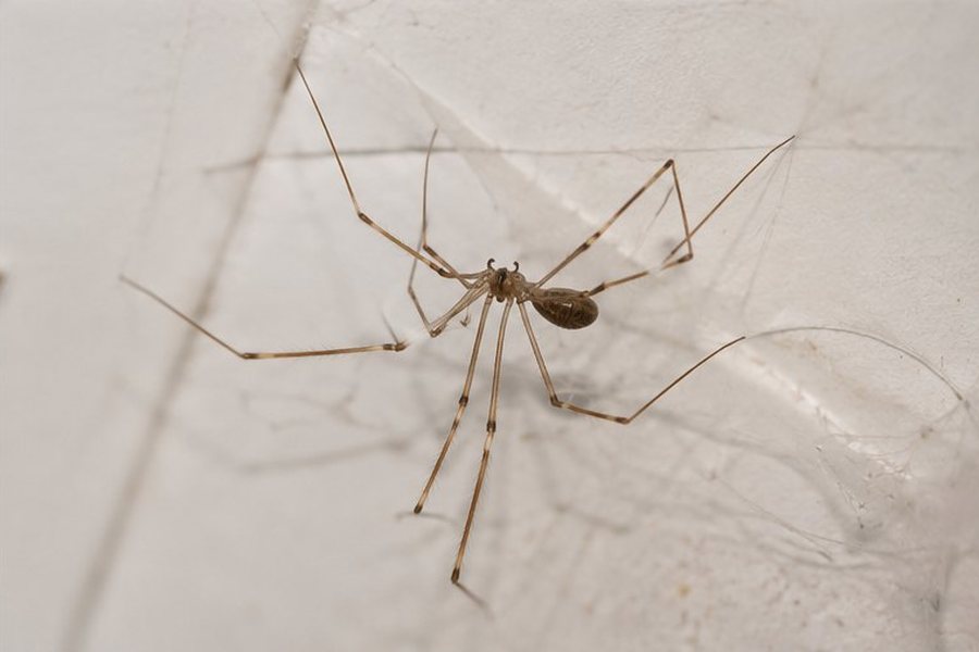 Spider Control treatment in Bexley