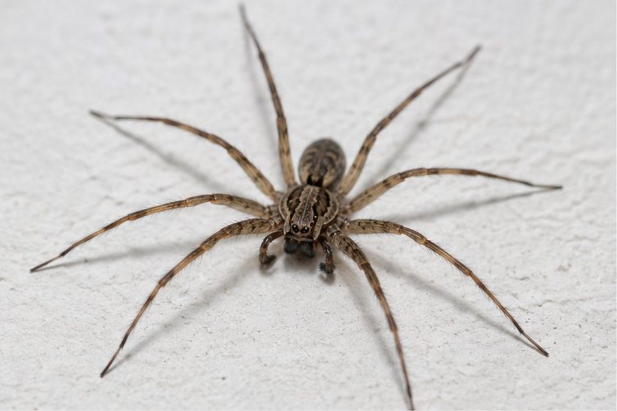Spider Treatment Prices - £180 First Room and £60 Additional Rooms