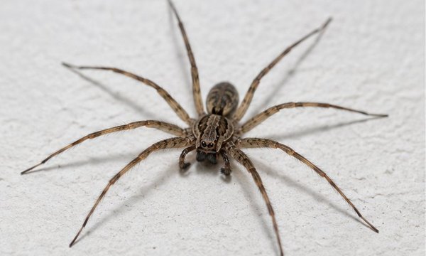 Spider Control in Bexley