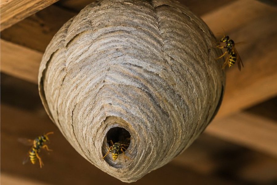 Wasp Nest Treatment in a Bexley property