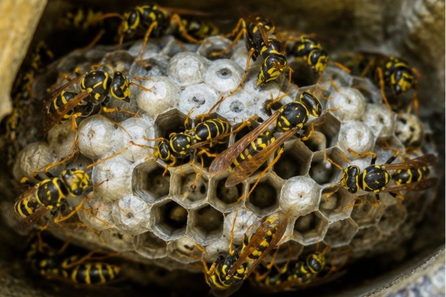 Wasp Nest Treatment treatment in Bexley